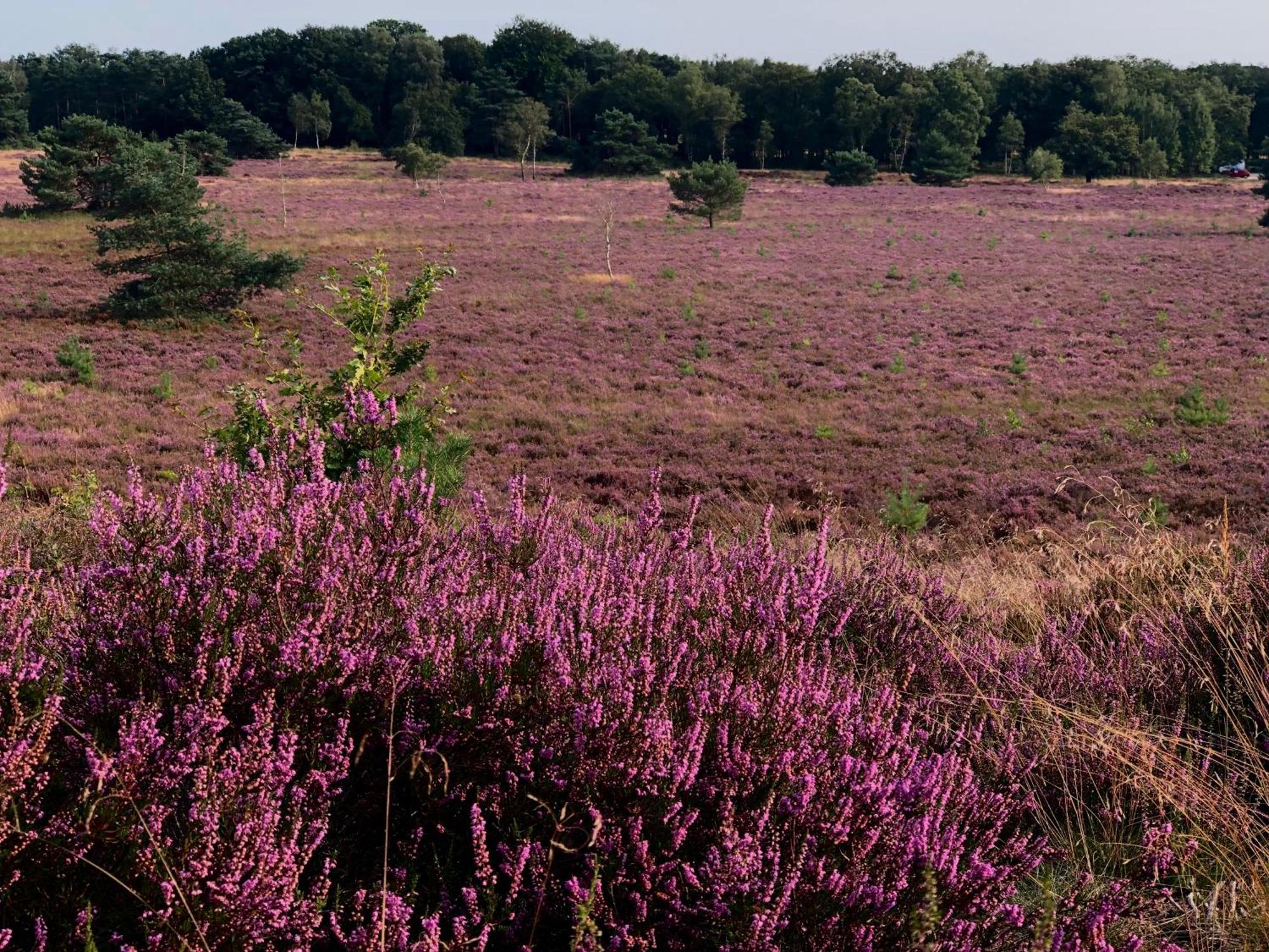 Het Natuurhuisje Op De Veluwe นึนชเปท ภายนอก รูปภาพ