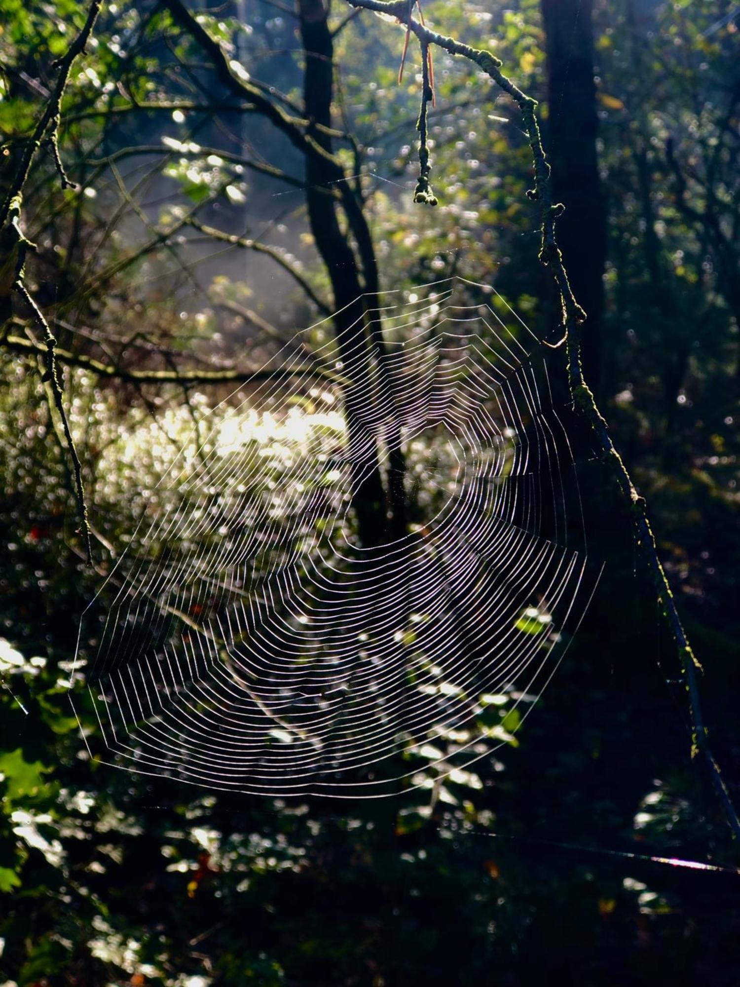 Het Natuurhuisje Op De Veluwe นึนชเปท ภายนอก รูปภาพ