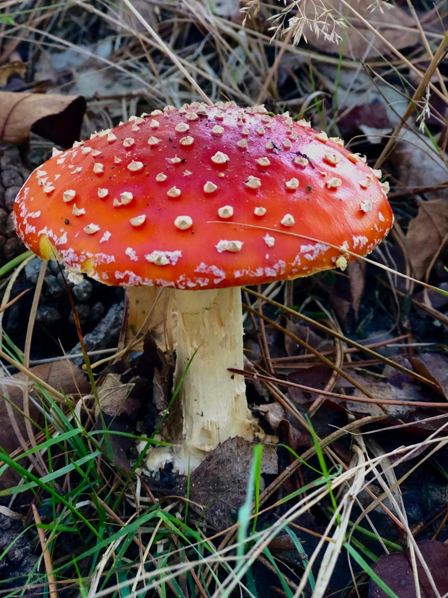 Het Natuurhuisje Op De Veluwe นึนชเปท ภายนอก รูปภาพ
