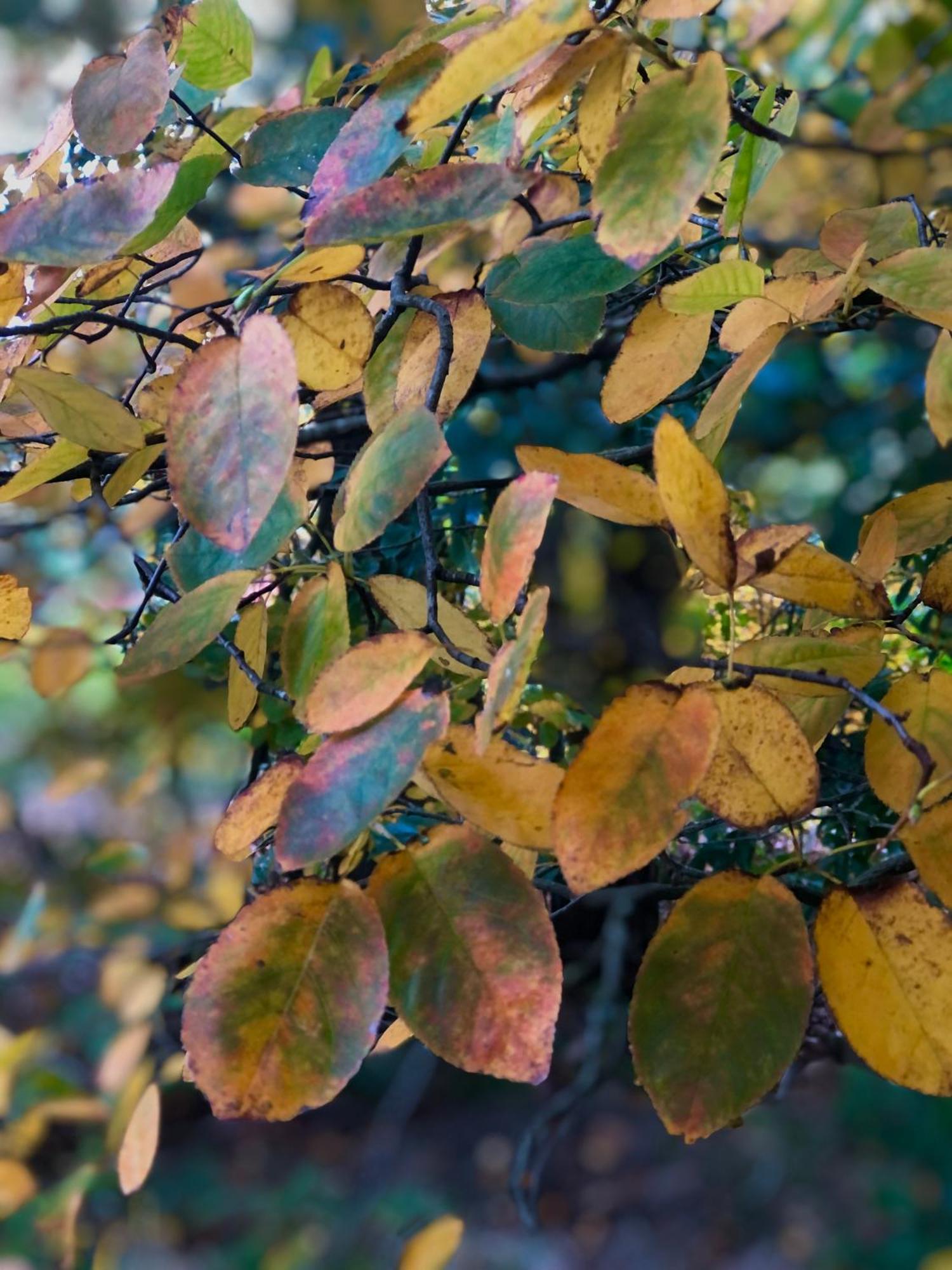 Het Natuurhuisje Op De Veluwe นึนชเปท ภายนอก รูปภาพ